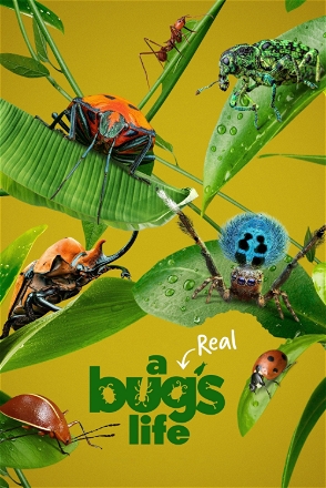 Real Bug's Life